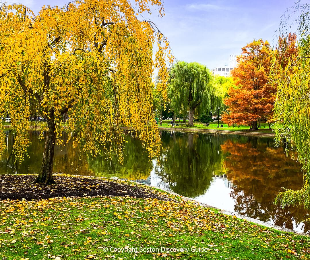 Fall color near the suspension bridge over the lagoon in Boston's Public Garden Fall color near the suspension bridge over the lagoon in Boston's Public Garden
