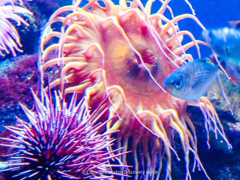 A spiny sea urchin dines on algae along the surface of the coral reef the sea anemone next to it gets ready to catch a nearby fish for dinner A spiny sea urchin dines on algae along the surface of the coral reef the sea anemone next to it gets ready to catch a nearby fish for dinner