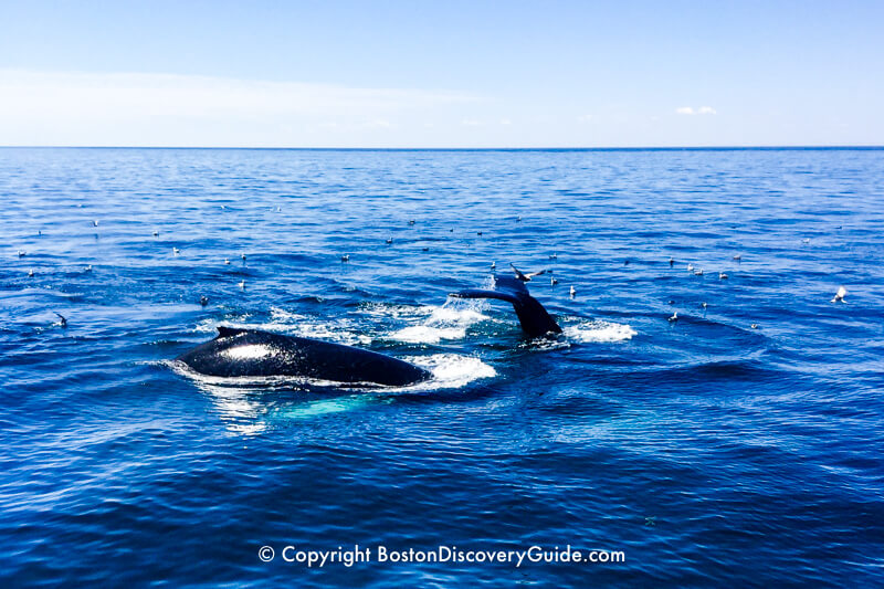 Whales breaching in Stellwagen Bank National Marine Sanctuary Whales breaching in Stellwagen Bank National Marine Sanctuary