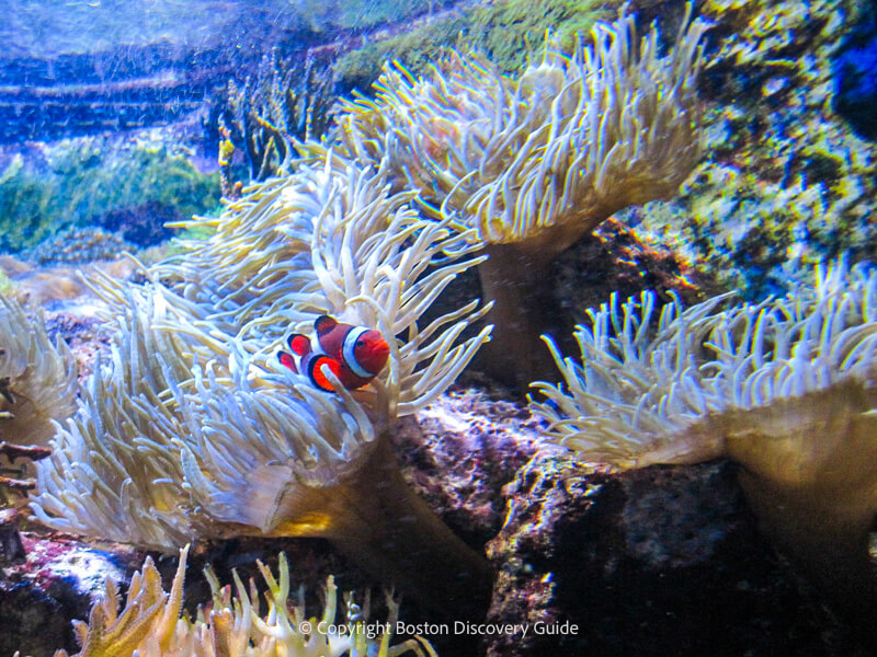 Colorful tropical fish on a coral reef at the New England Aquarium Colorful tropical fish on a coral reef at the New England Aquarium