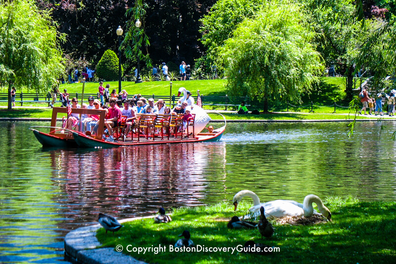 Real swans nesting next to the Lagoon as a Swan Boat glides by Real swans nesting next to the Lagoon as a Swan Boat glides by