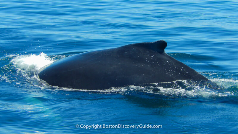 Whale watching cruises from Boston Whale watching cruises from Boston